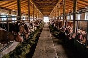Агрофирма "Тукса" стала абсолютным лидером Карелии